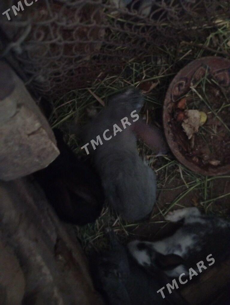 Tovşan - Дашогуз - img 2