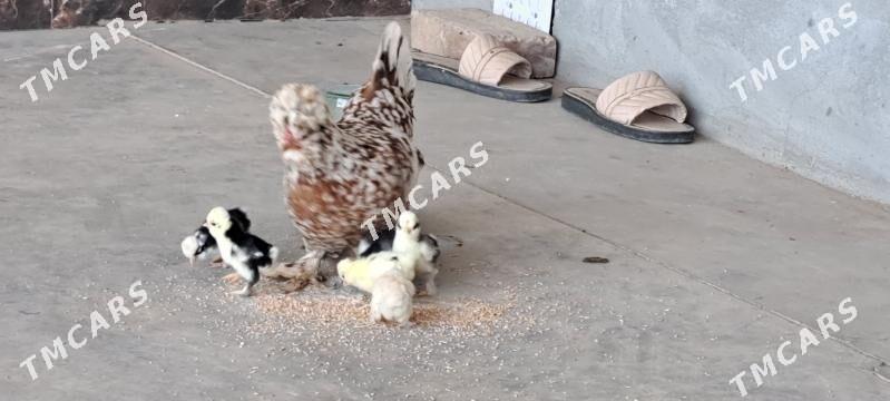 Karlik towuk jujeleri bilen - Çärjew - img 5