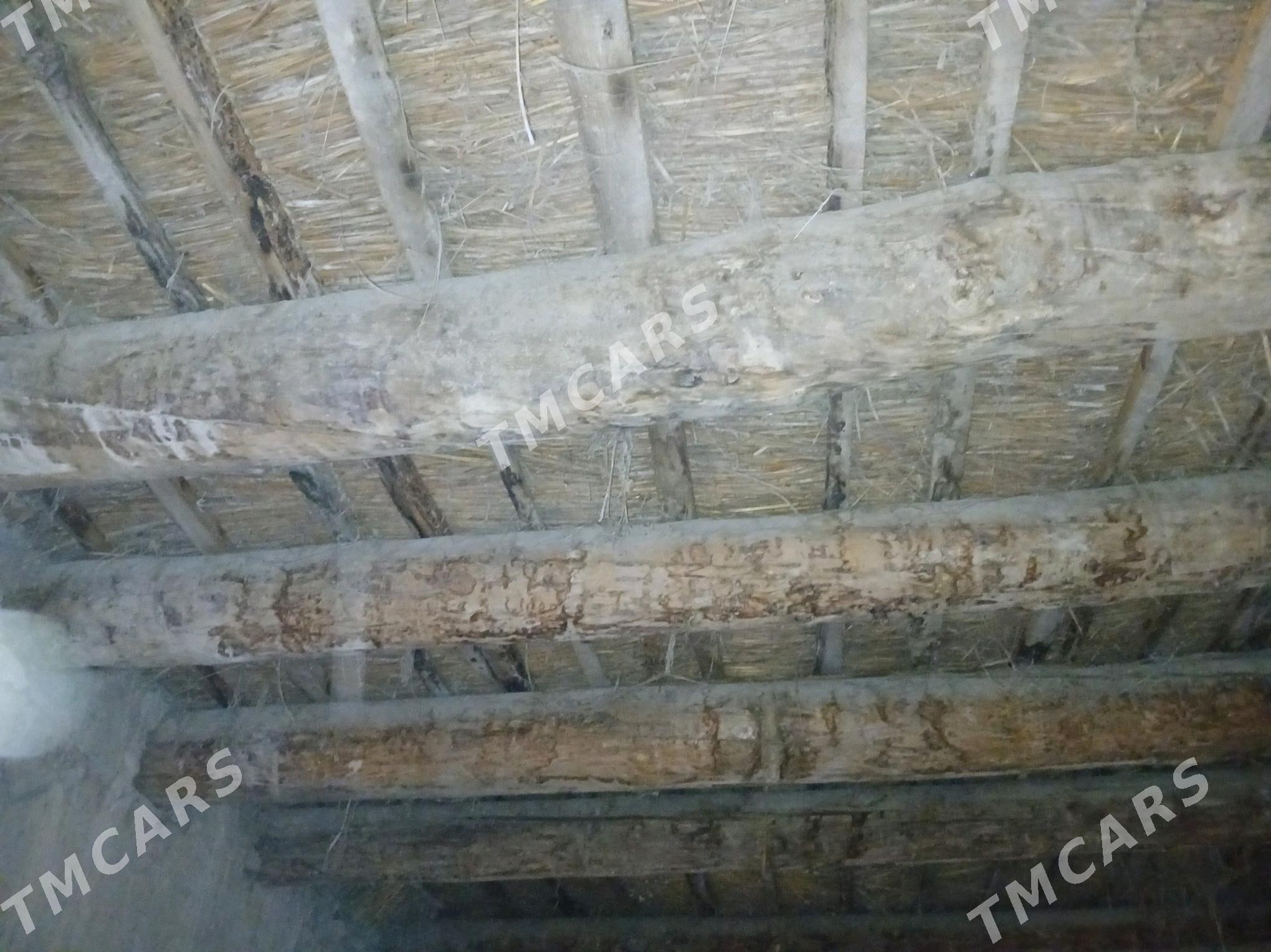 orys agac - Şabat etr. - img 2