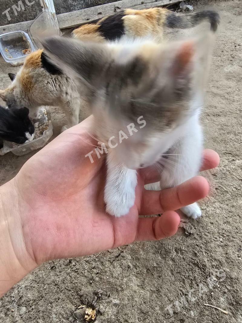 Котята pishik chagalar - Türkmenabat - img 2