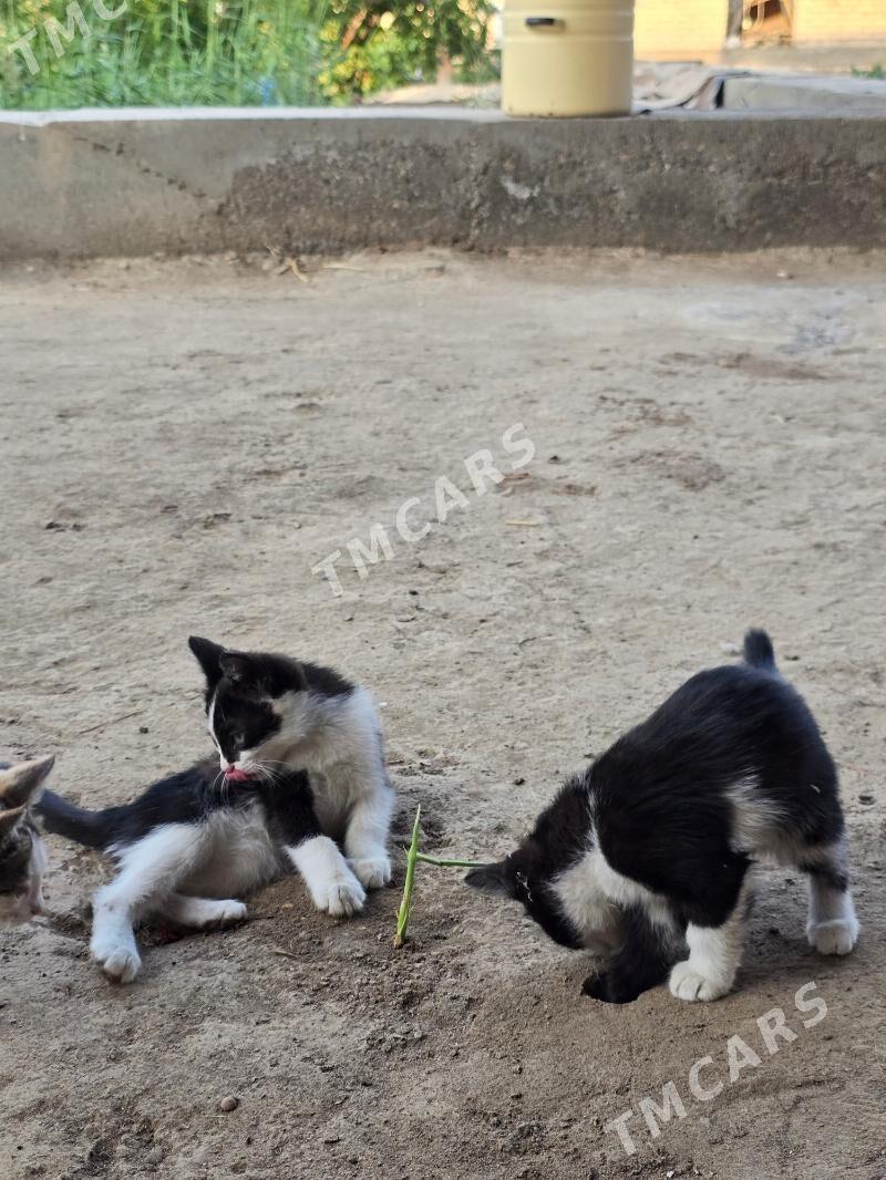Котята pishik chagalar - Türkmenabat - img 3