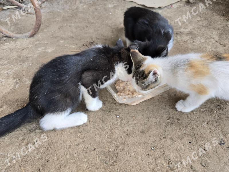 Котята pishik chagalar - Türkmenabat - img 4