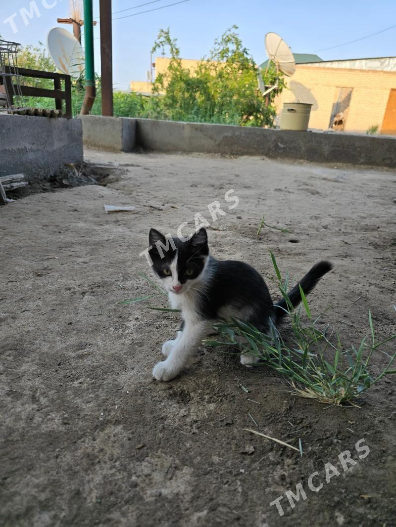 Котята pishik chagalar - Türkmenabat - img 6