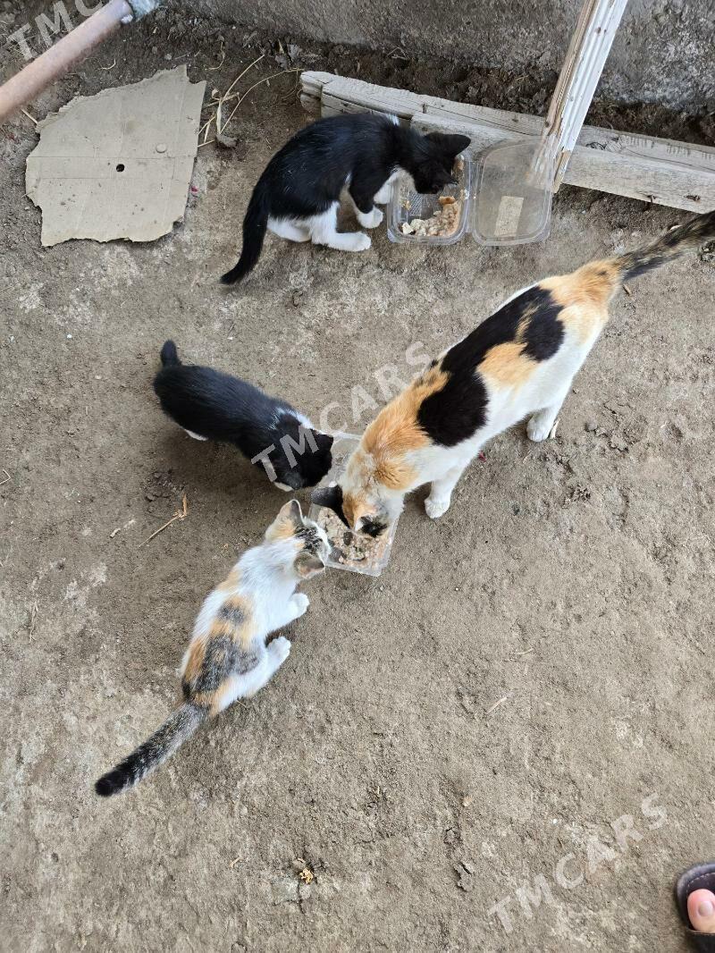 Котята pishik chagalar - Türkmenabat - img 7