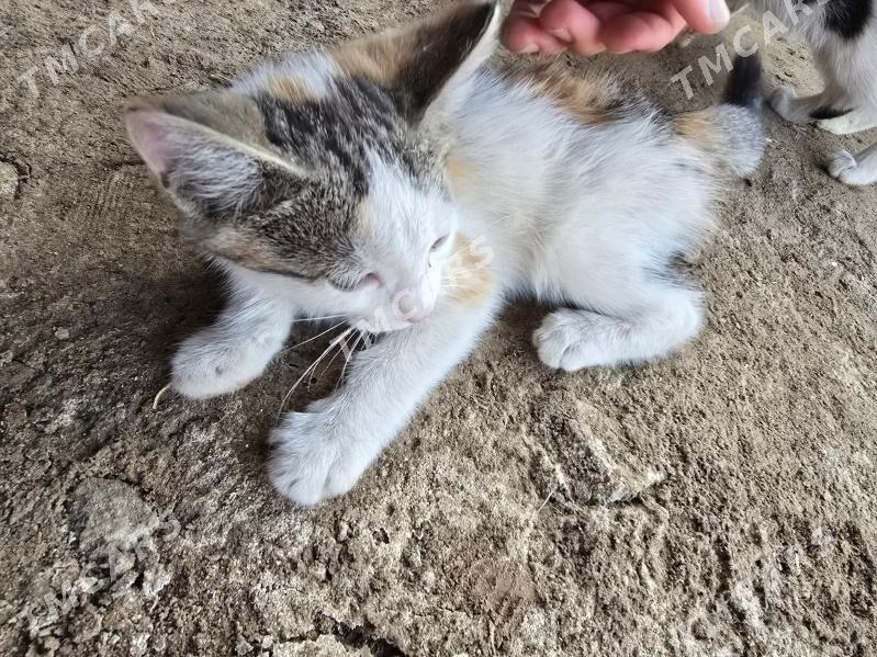 Котята pishik chagalar - Türkmenabat - img 8