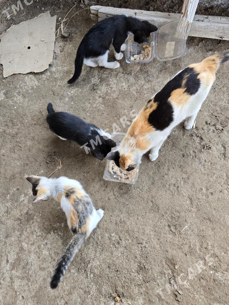 Котята pishik chagalar - Türkmenabat - img 9