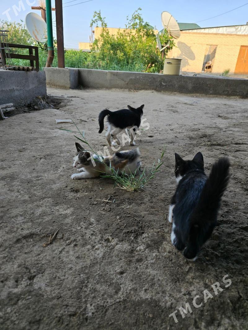 Котята pishik chagalar - Türkmenabat - img 5