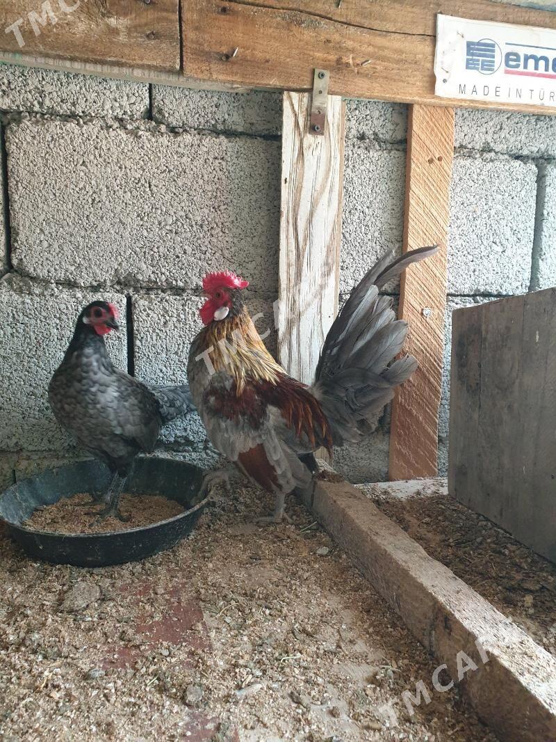 karlik - Kaka - img 3