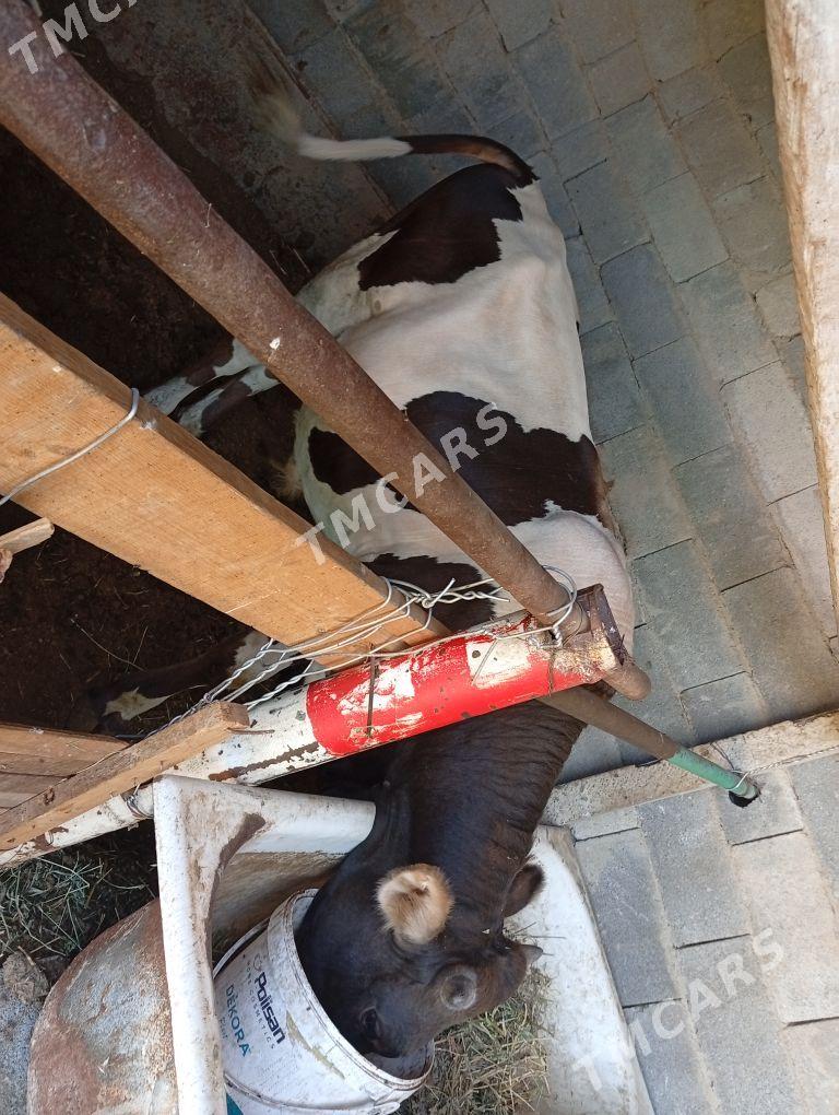 BIR YAŞAN ÖKUZ - Gökdepe - img 2