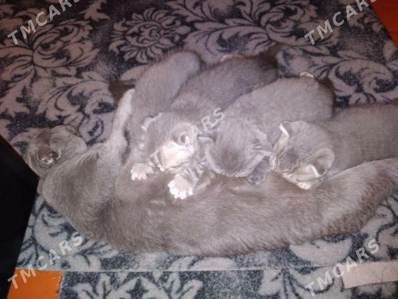 Шотландские котята - Mary - img 2
