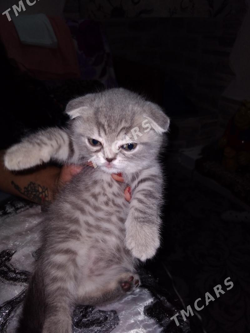 Шотландские котята - Mary - img 3