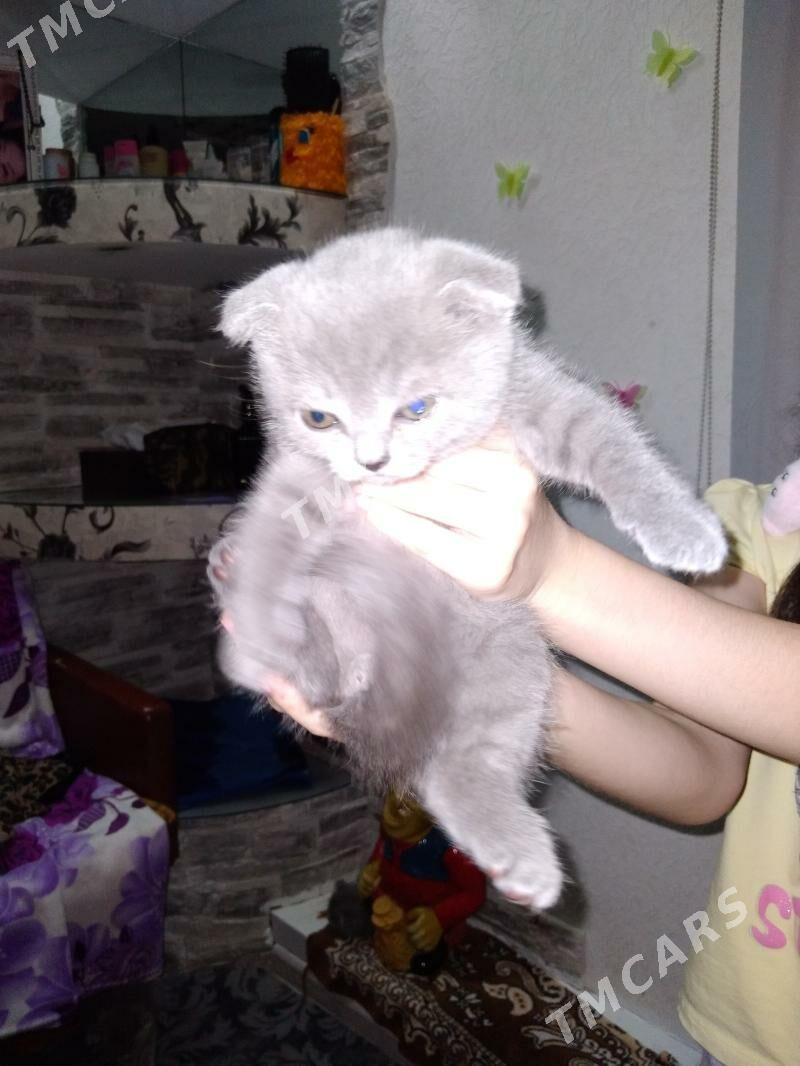 Шотландские котята - Mary - img 4