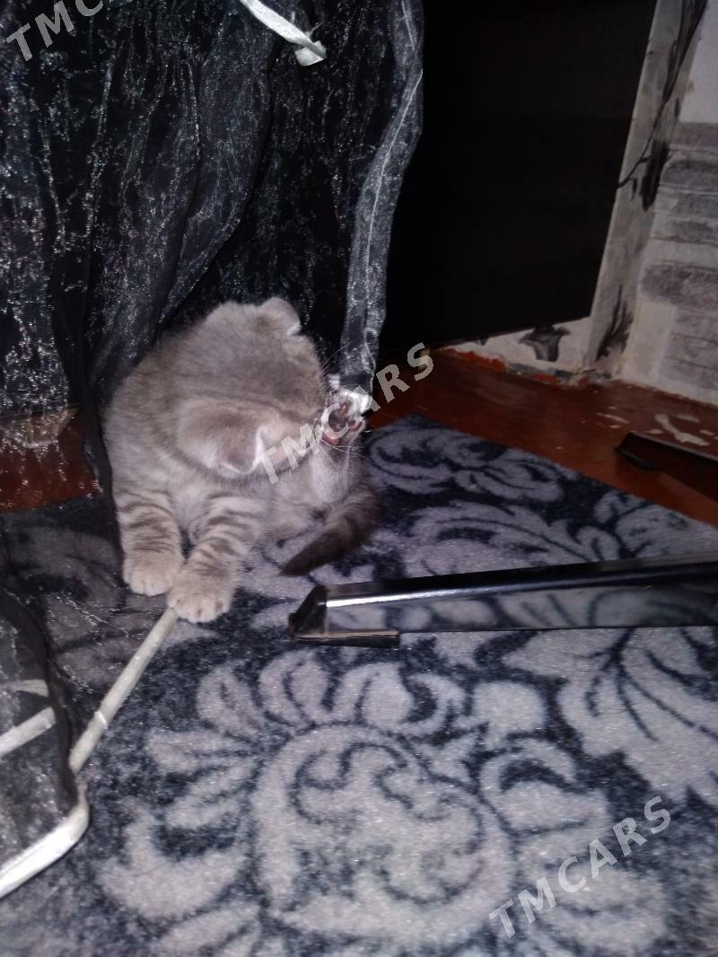 Шотландские котята - Mary - img 6