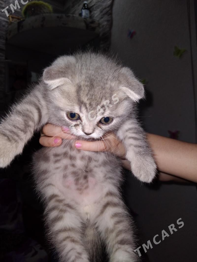 Шотландские котята - Mary - img 7