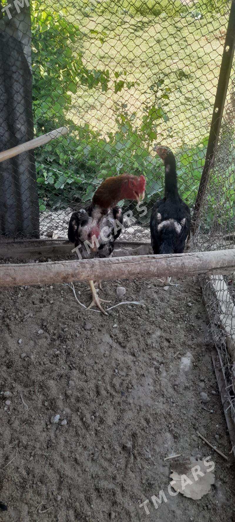 horaz - Farap - img 2