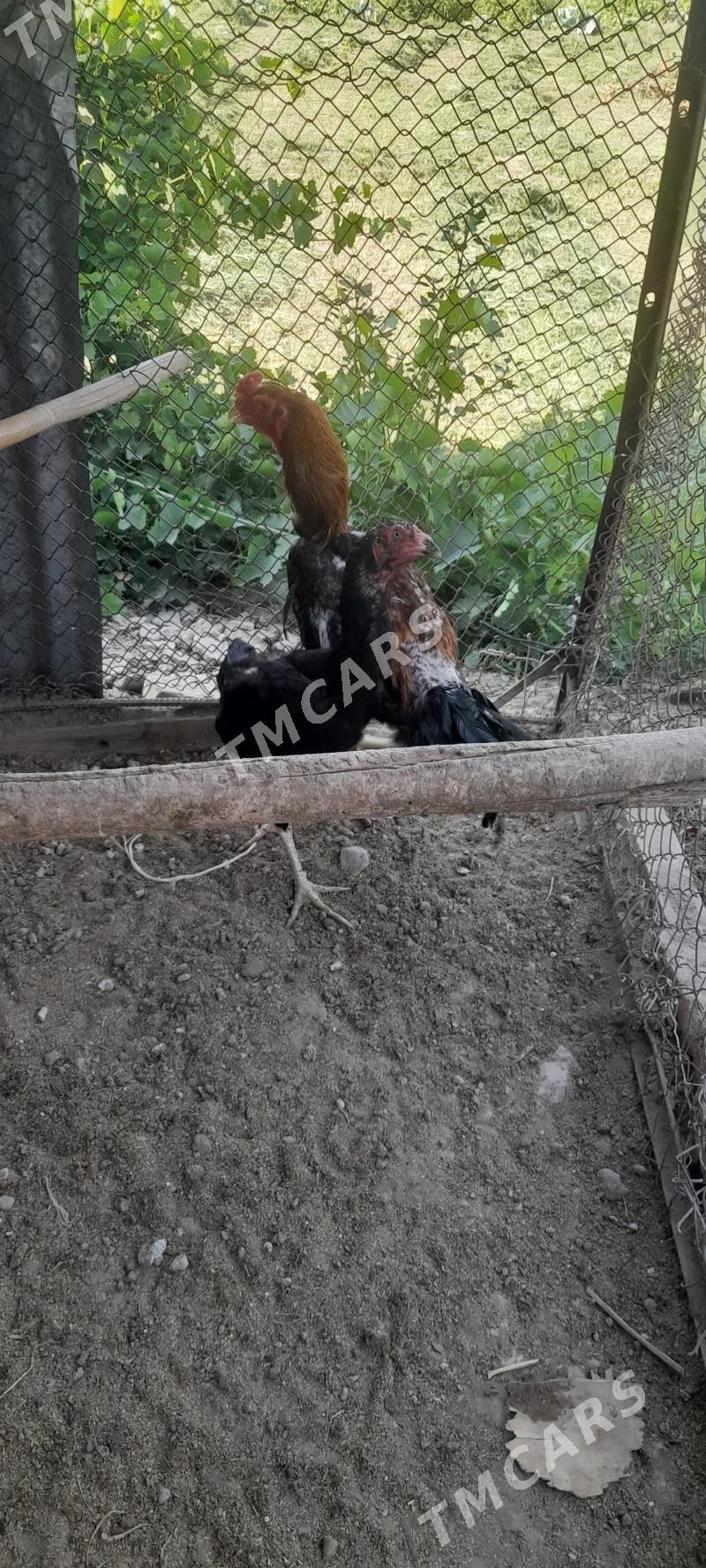 horaz - Farap - img 3