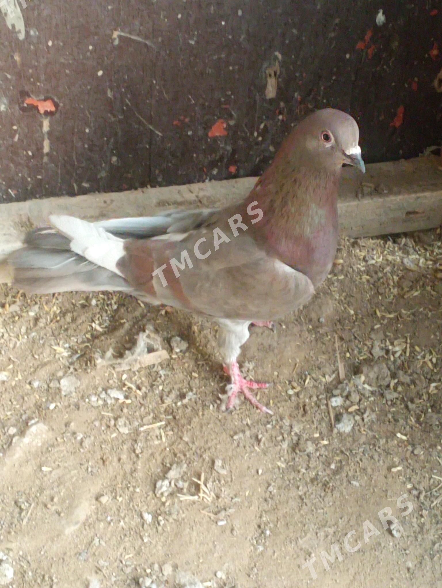Kepderi - Mary - img 2