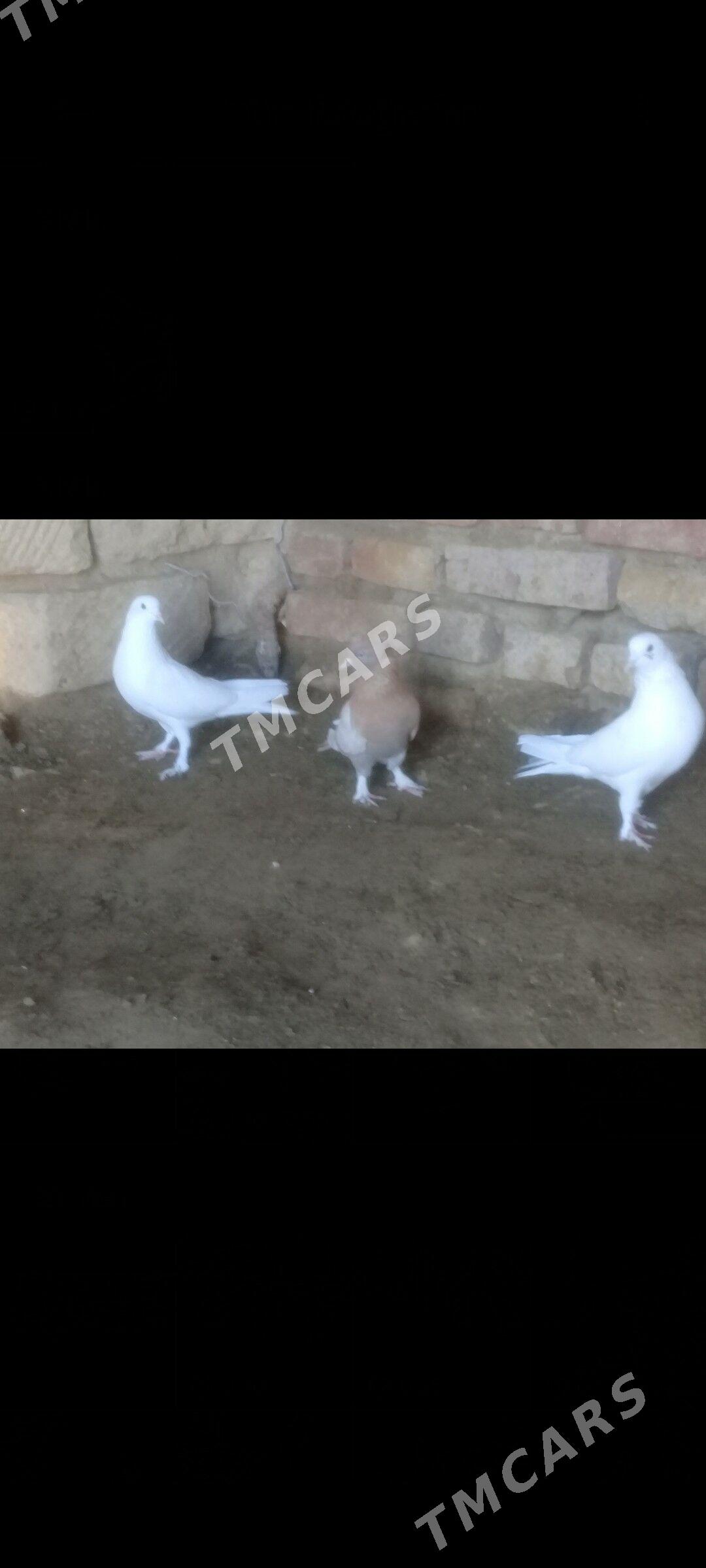 Gus - Bereket - img 3
