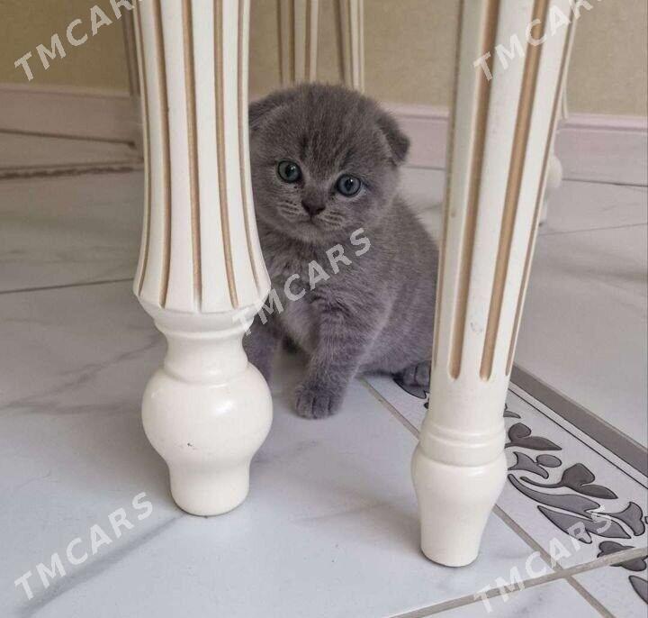 шотландскийе котята - Aşgabat - img 9