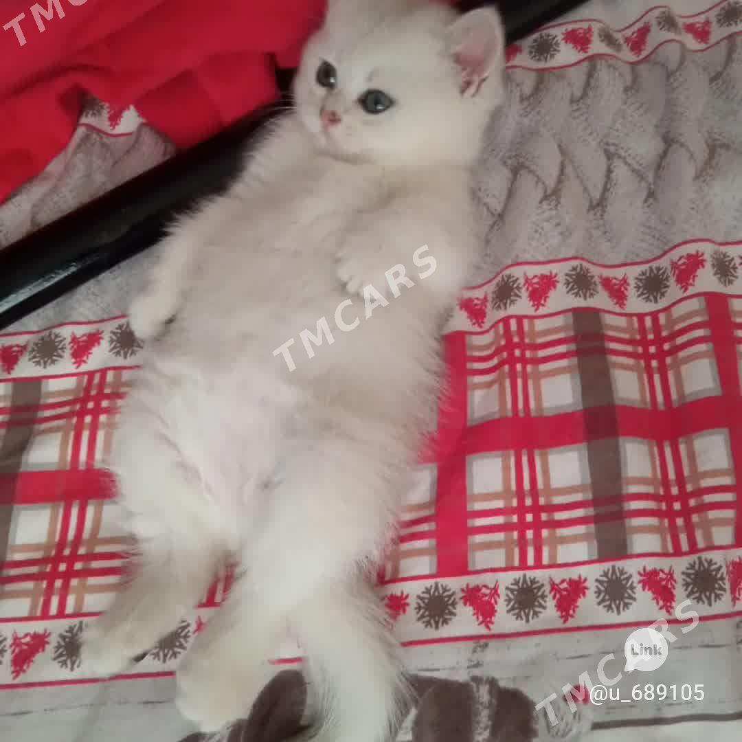шотландскийе котята - Aşgabat - img 3