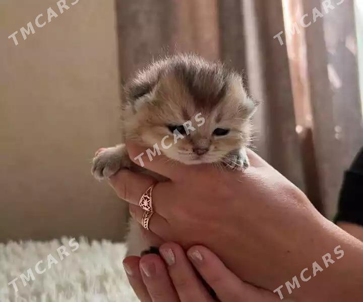 шотландскийе котята - Aşgabat - img 5