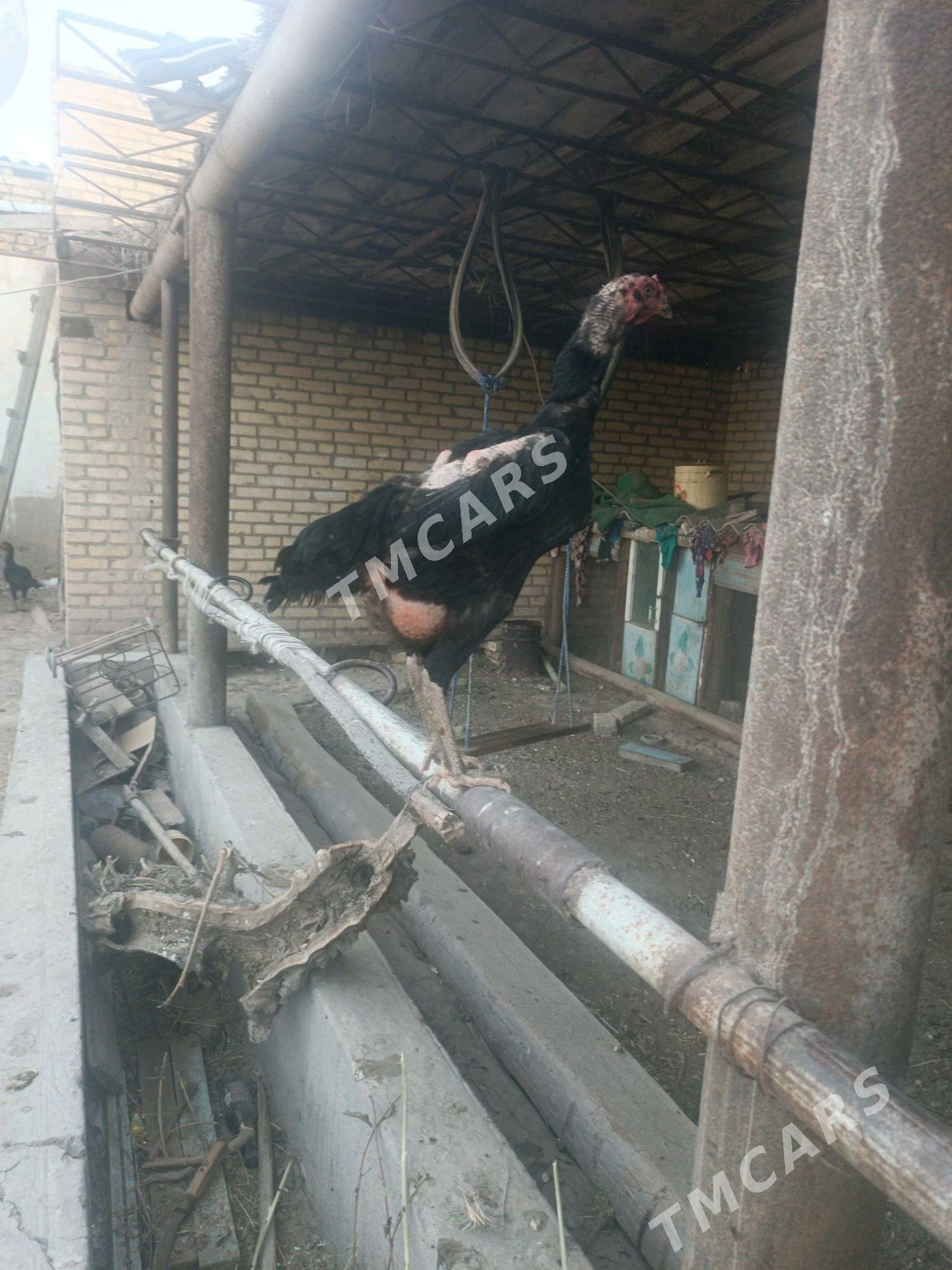 байсовы товук - Çärjew - img 5