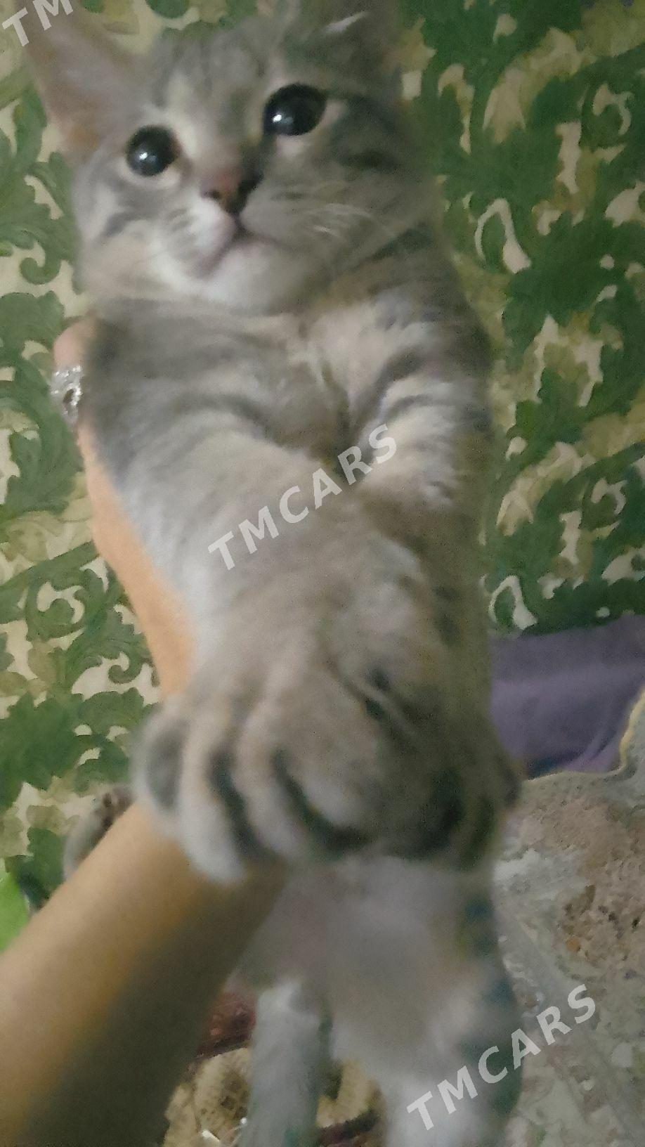 Отдам котенок - Ашхабад - img 2
