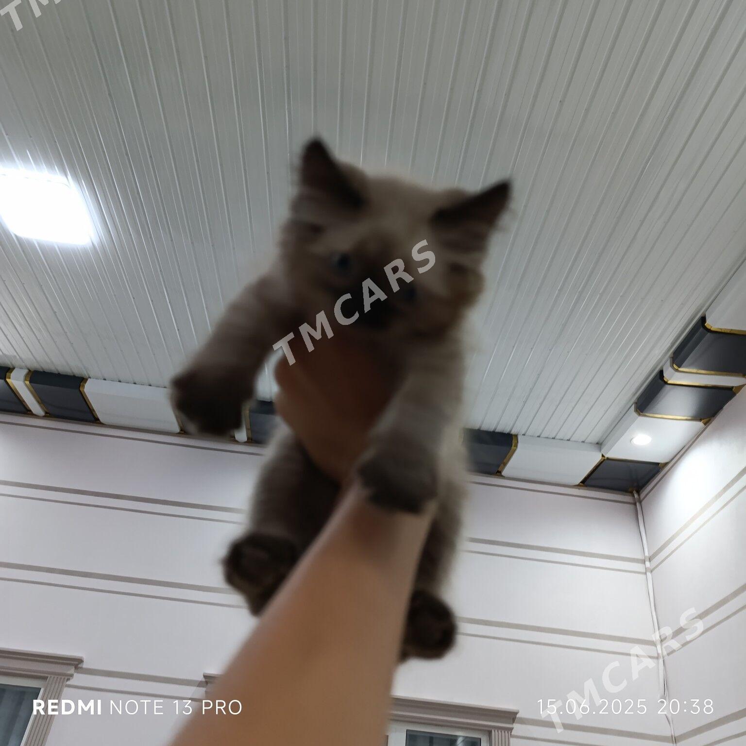 сиямский пушистый котята - Türkmenabat - img 2