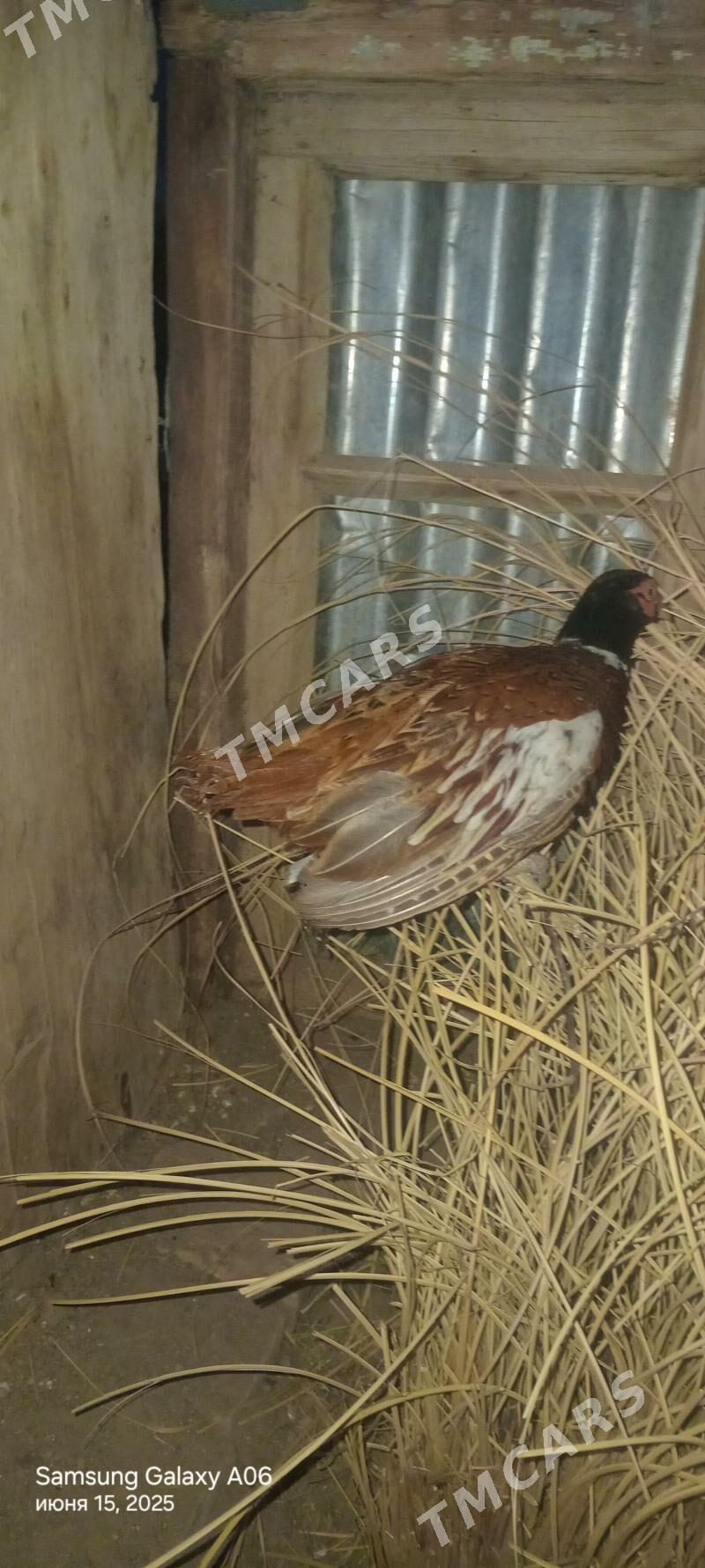 йаваны хораз - Фарап - img 2