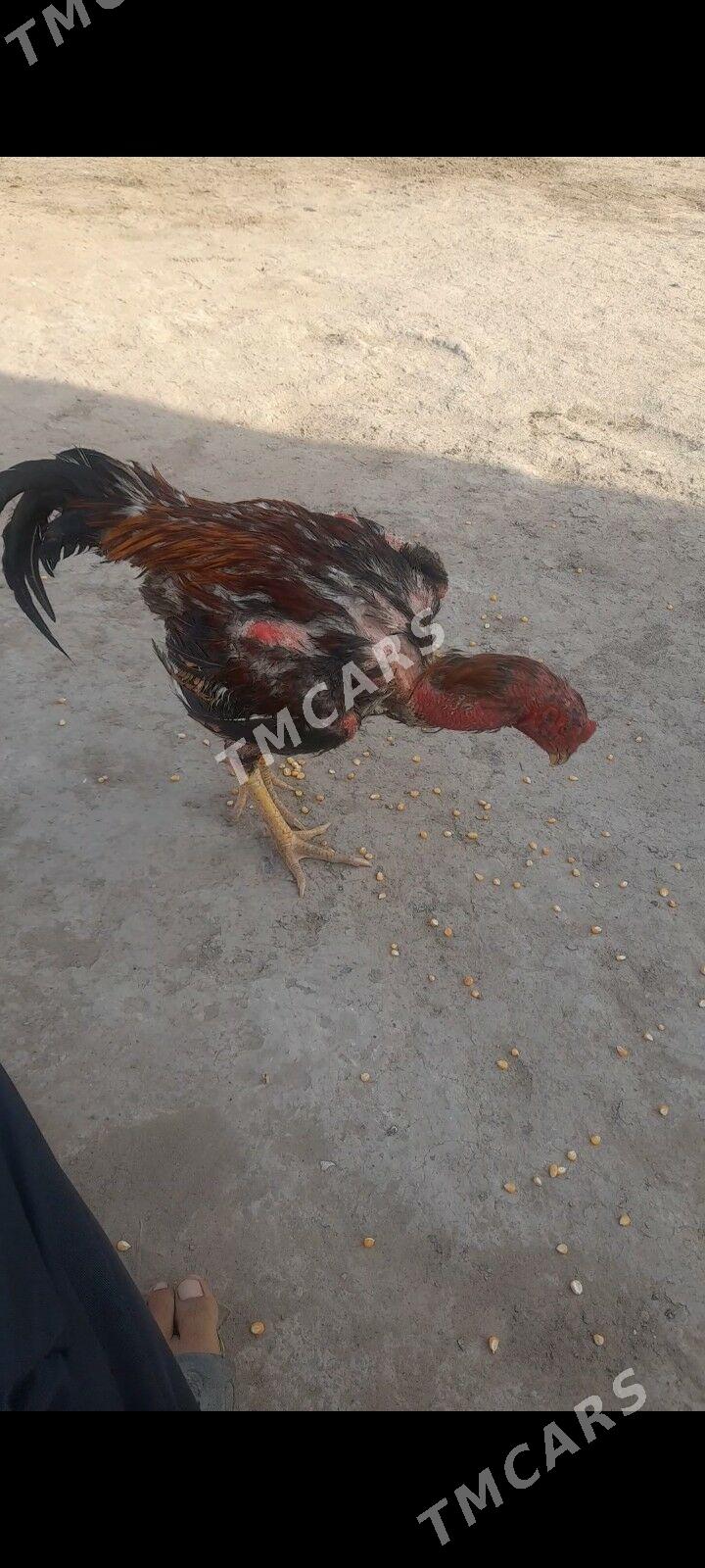 taşkent - Кипджак - img 3