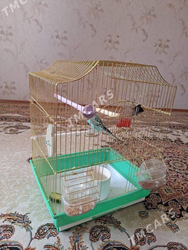 Popugaychik попугайчик - Aşgabat - img 4