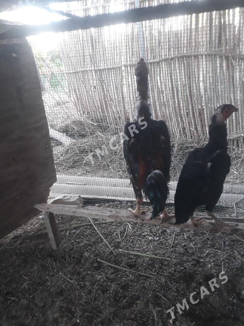 Horaz - Sakar - img 3
