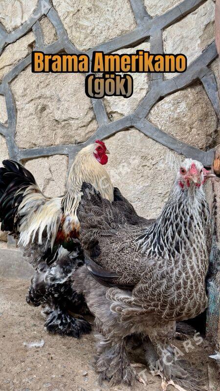 Brama towuklar - Gyzylarbat - img 6