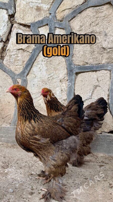 Brama towuklar - Gyzylarbat - img 4