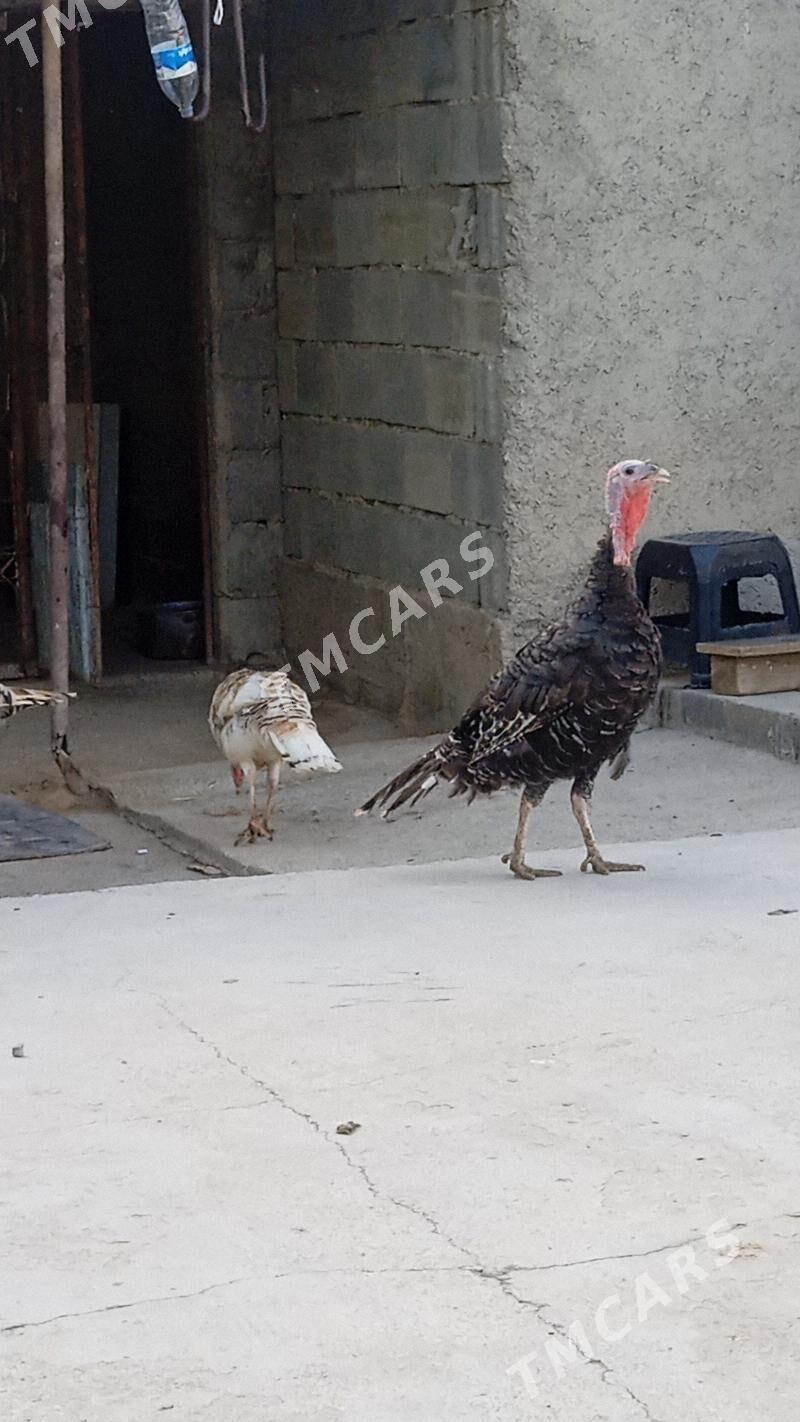 İnduk - Änew - img 2