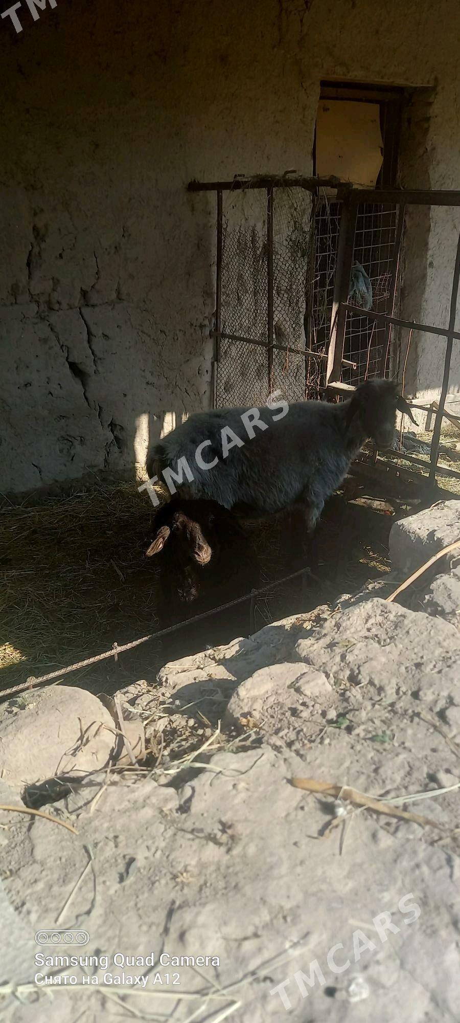 goyin - Дашогуз - img 2
