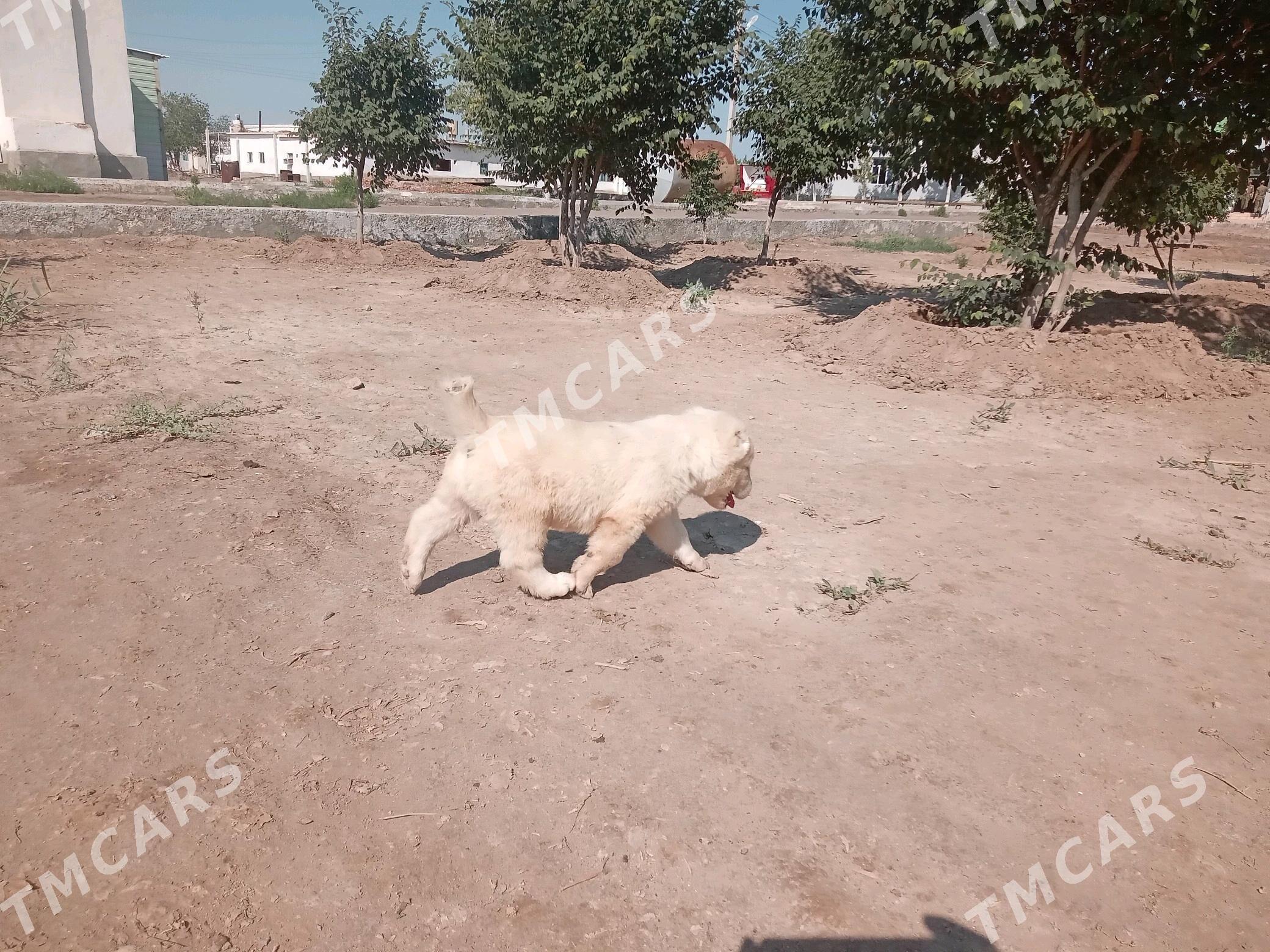 Türkmen Iti - Akdepe - img 3