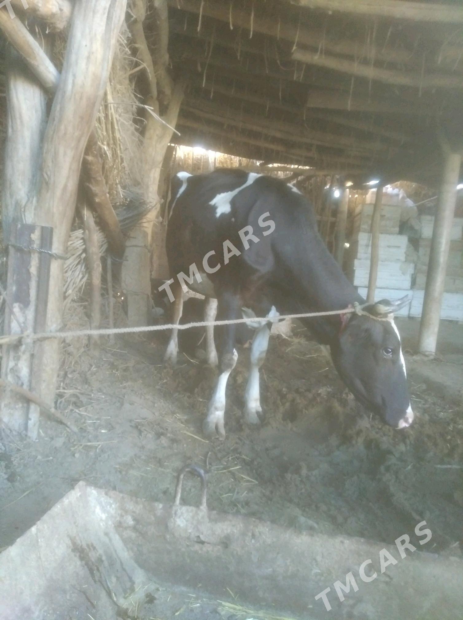 German. Sygyr - Çärjew - img 2