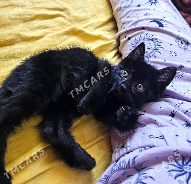 Котёнок Только в Добрые Руки! - Aşgabat - img 3
