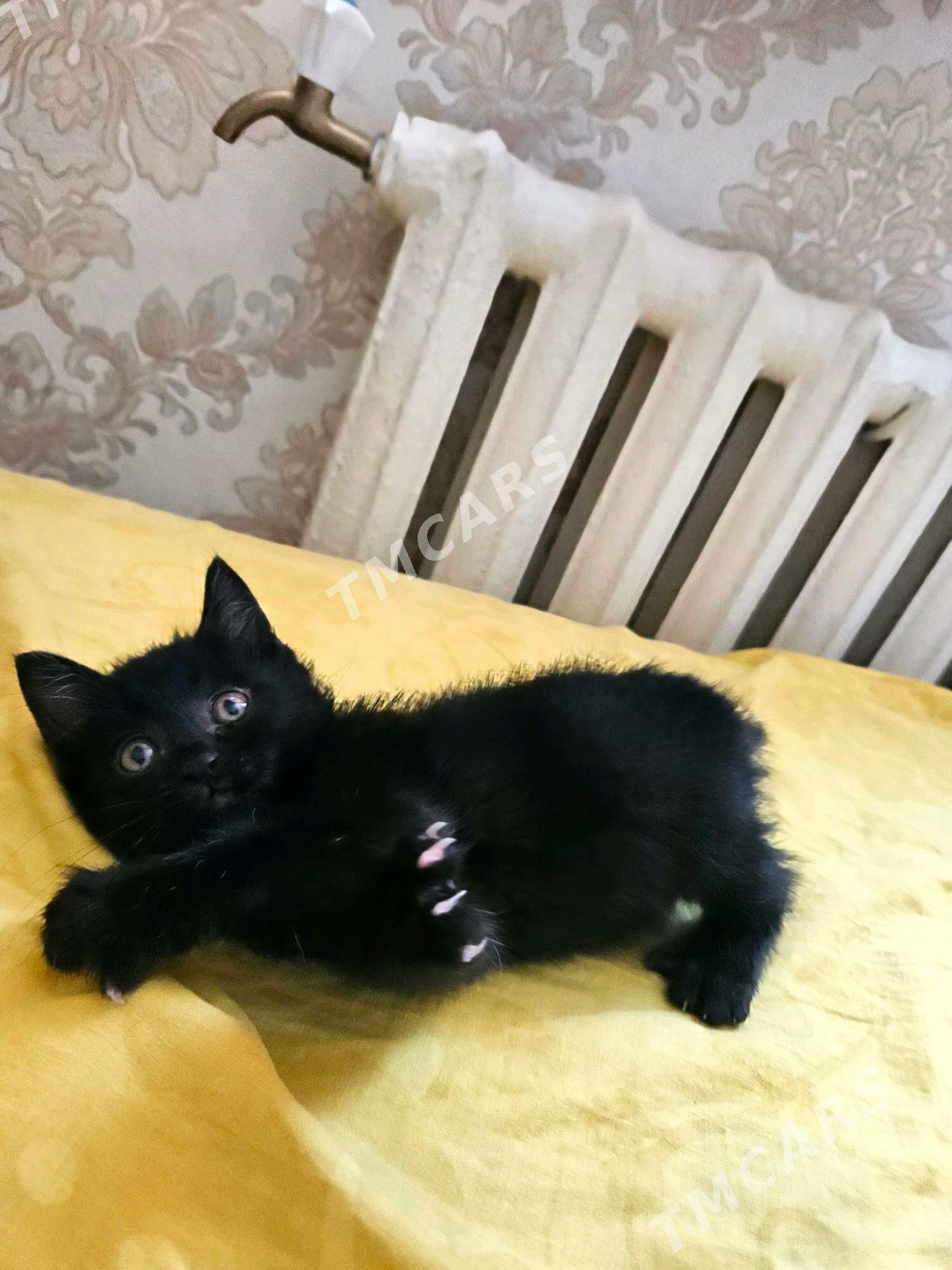 Котёнок Только в Добрые Руки! - Aşgabat - img 7