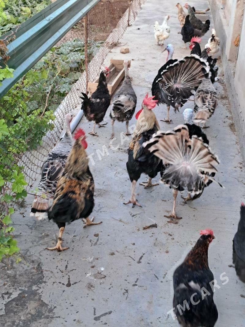 индюк - Türkmenabat - img 3