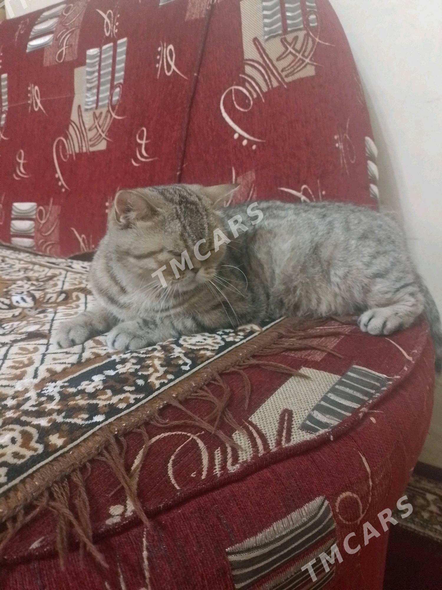 кошка - Мары - img 2