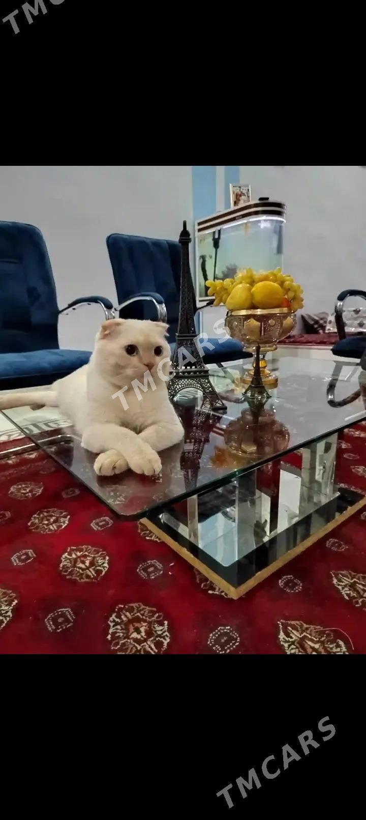 Pamuk - Daşoguz - img 2
