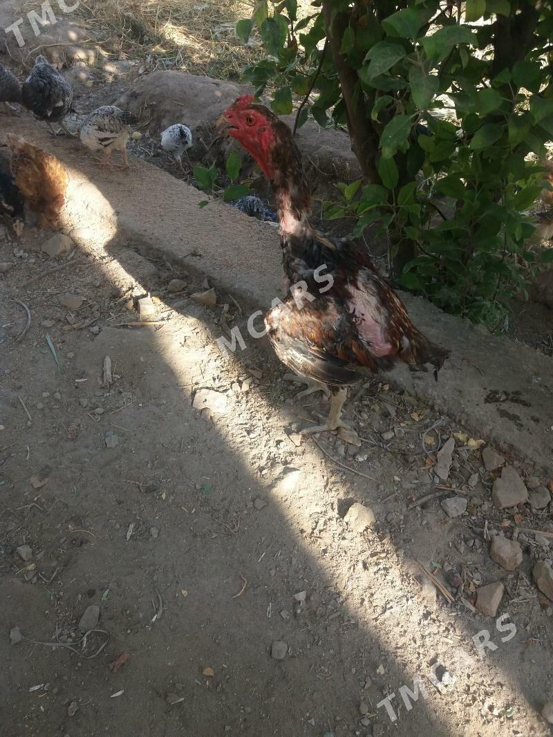 Baỳsow horaz - Türkmenabat - img 2