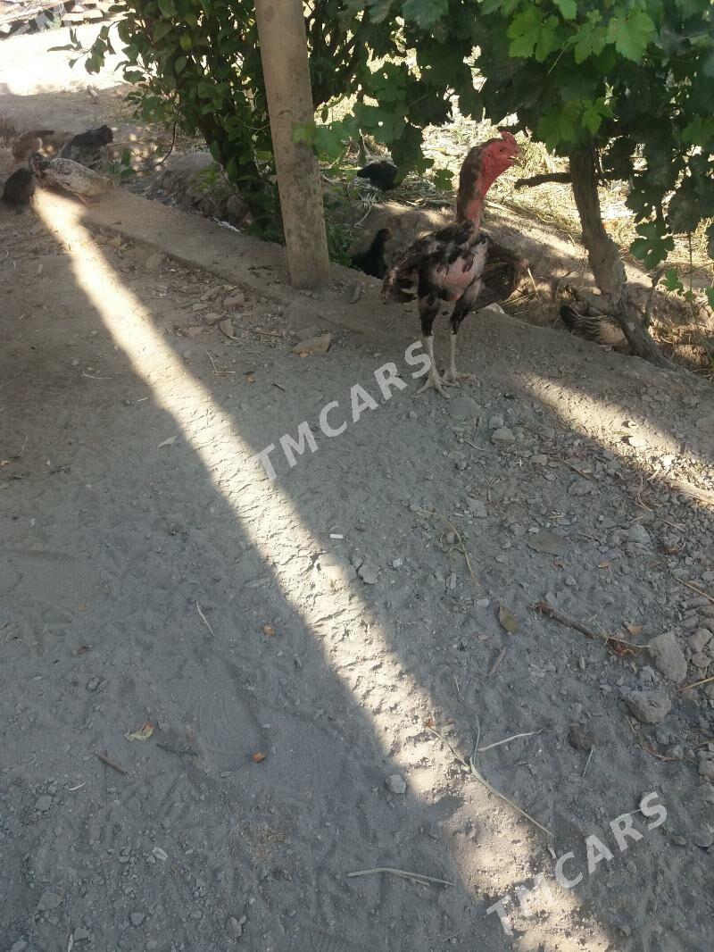 Baỳsow horaz - Türkmenabat - img 3