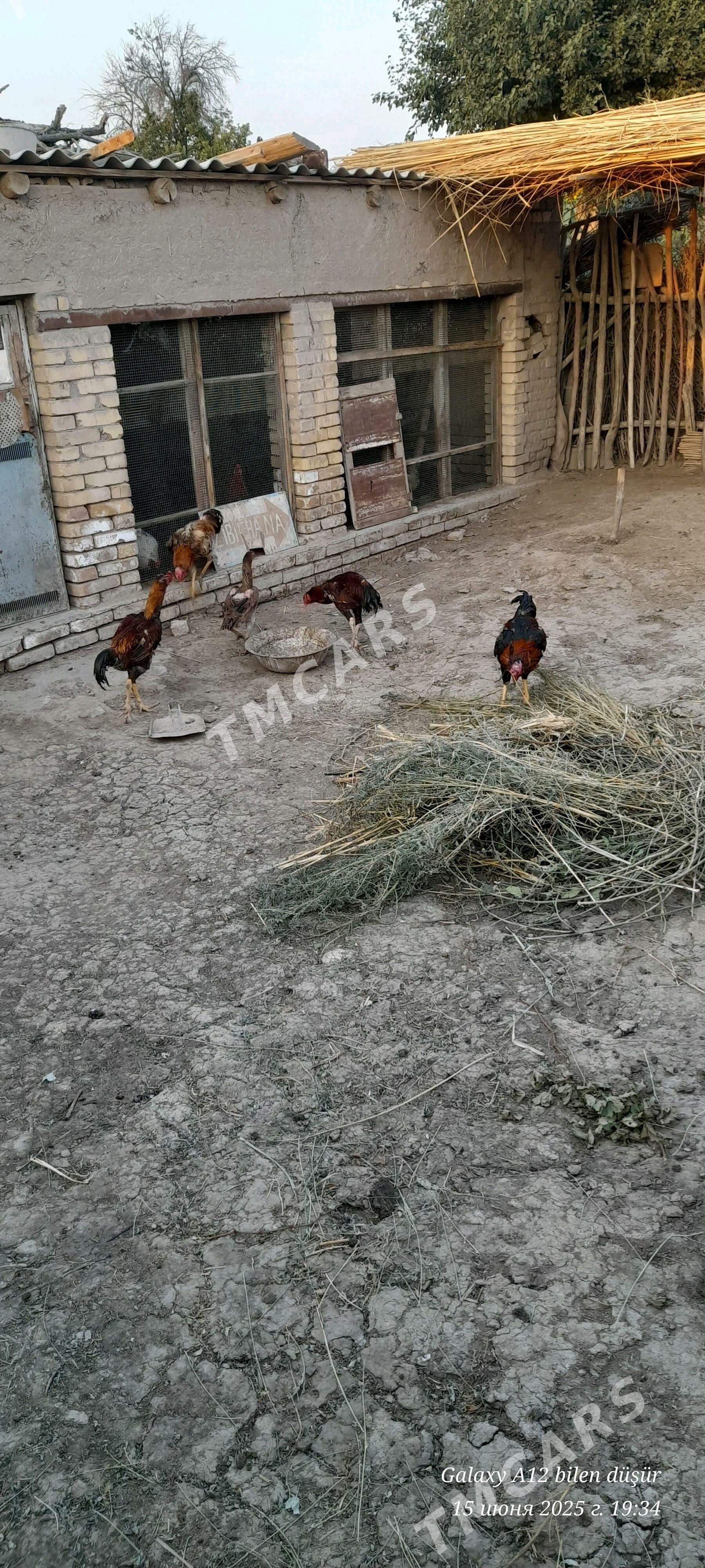 хораз - Halaç - img 2
