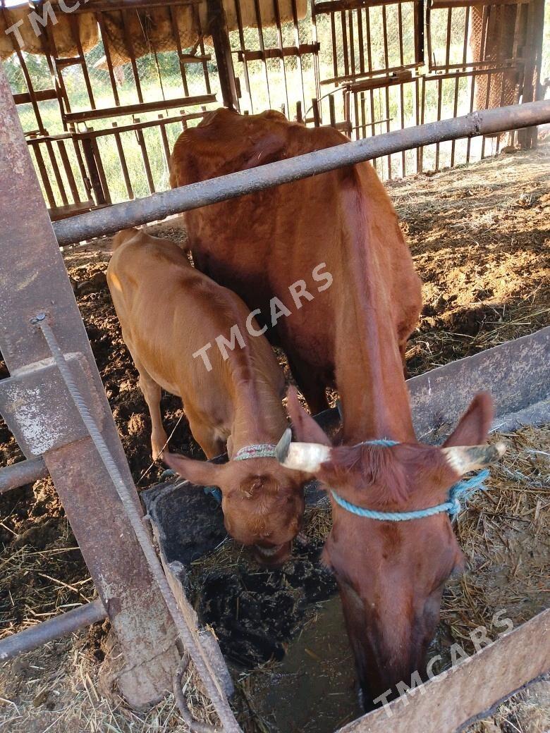 GOLELİ SYGYR - Çärjew - img 10