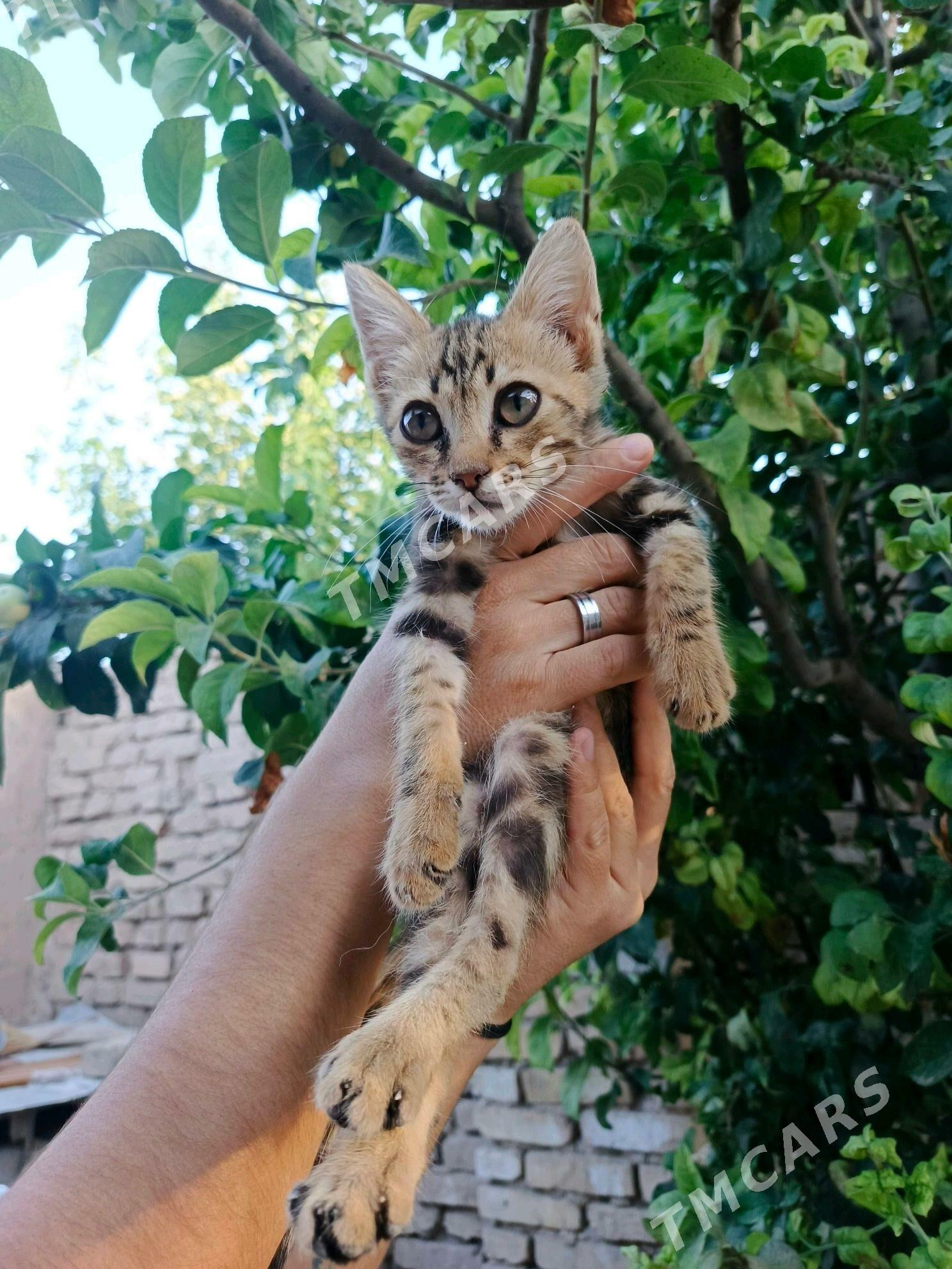 котята мальчики - Aşgabat - img 1