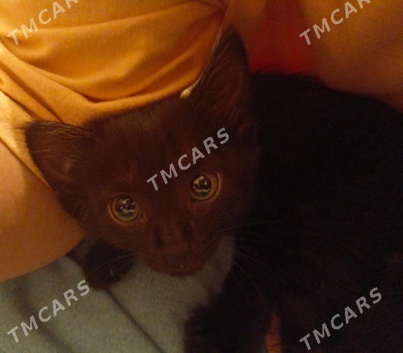котёнок, кошка - Туркменабат - img 5