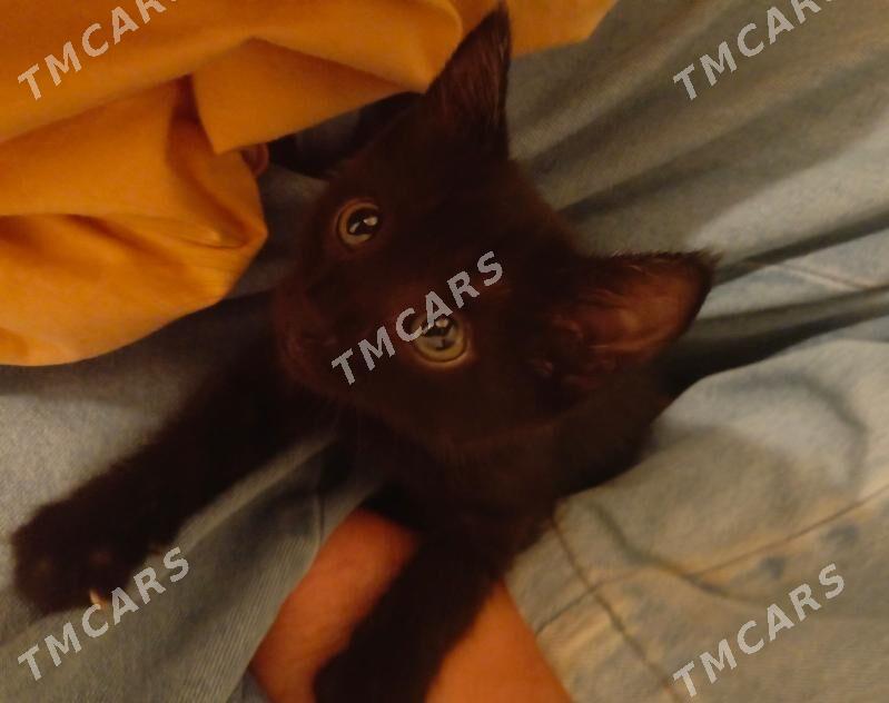 котёнок, кошка - Туркменабат - img 4